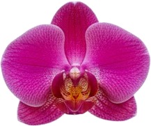 a pink orchid flower on a white background 1.jpg